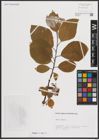 Foto von Salix caprea L.